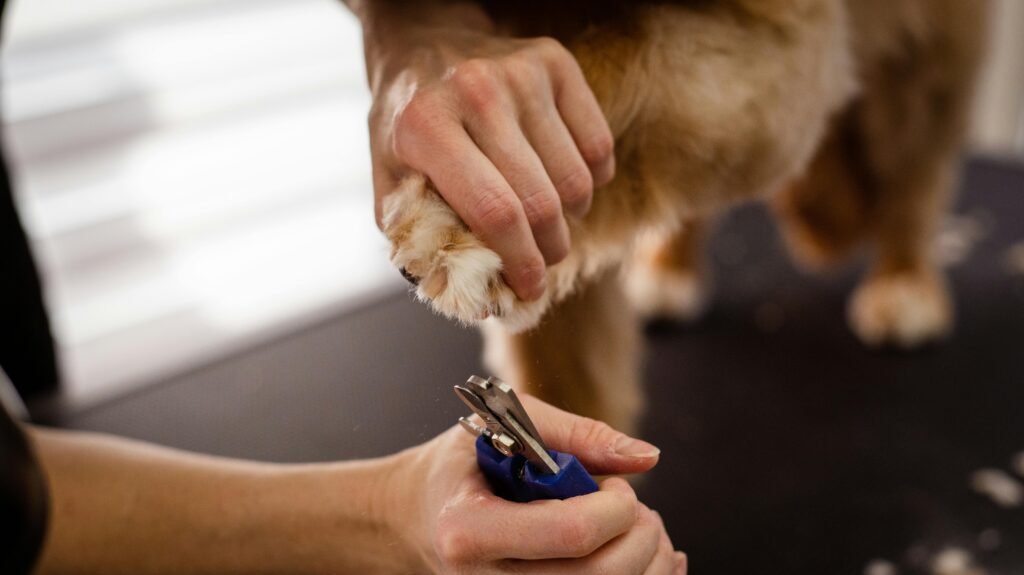pexels-photo-19145872-19145872 A close-up view of pet grooming focusing on a dog's paw being trimmed with special scissors, highlighting care and precision.
