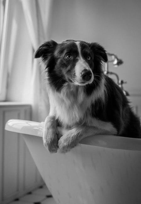 pexels-photo-8343334-8343334 A cute Border Collie calmly resting in a bathtub, showcasing its fluffy fur.